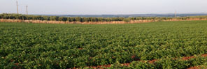 Agraz Crops